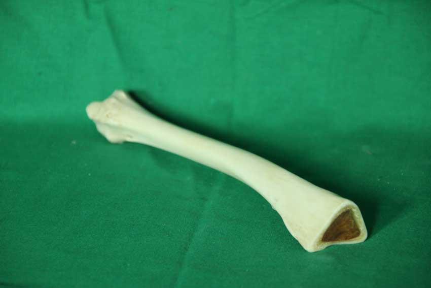 Knochenflöte 20B