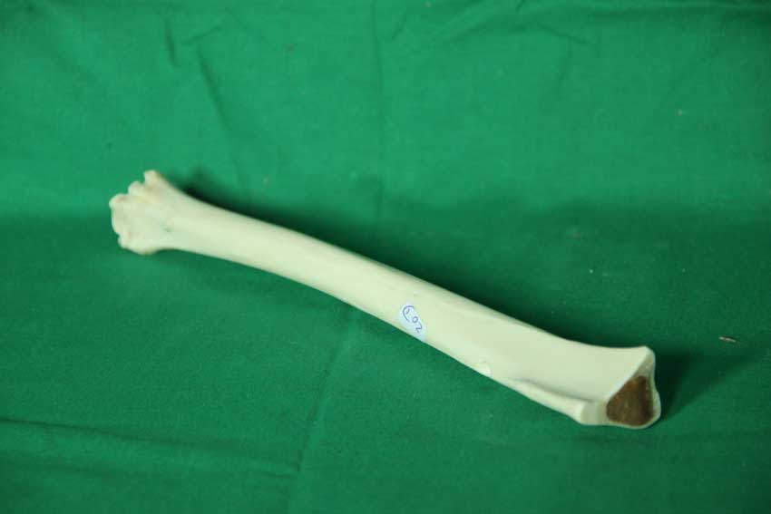 Knochenflöte 20D
