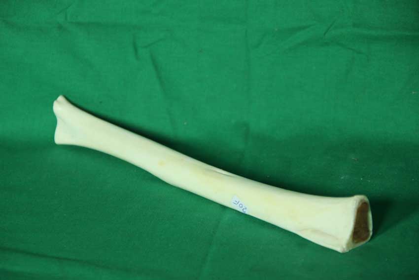 Knochenflöte 20F