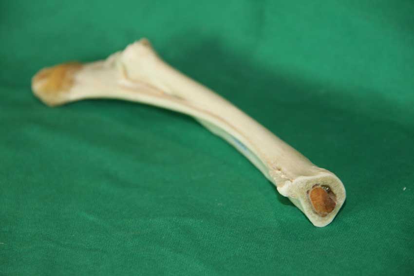 Knochenfl&ouml;te 23D